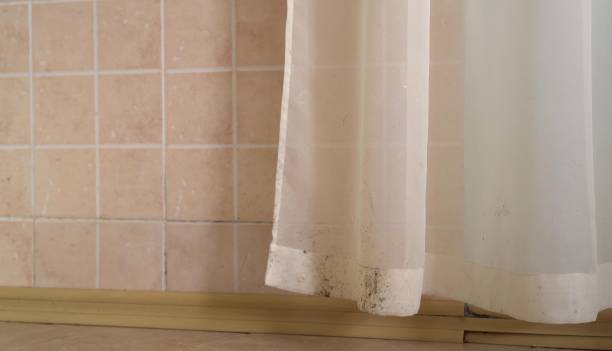 Best Air Quality Testing for Mold Spores  in Tampa, FL