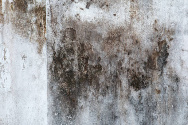 Best Emergency Mold Remediation  in Tampa, FL