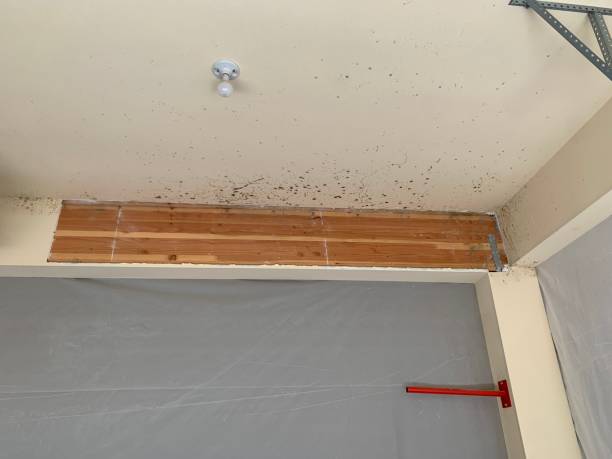 Best Residential Mold Inspection & Testing  in Tampa, FL